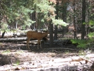 PICTURES/Uncle Jim Trail Hike/t_Uncle Jim Trail - Deer1.JPG